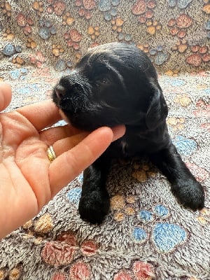 Les chiots de Cocker Spaniel Anglais