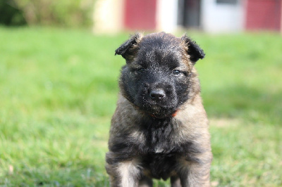 Les chiots de Berger Belge
