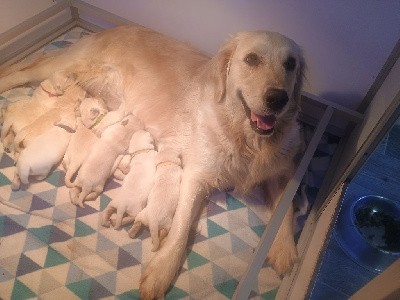 Golden Retriever