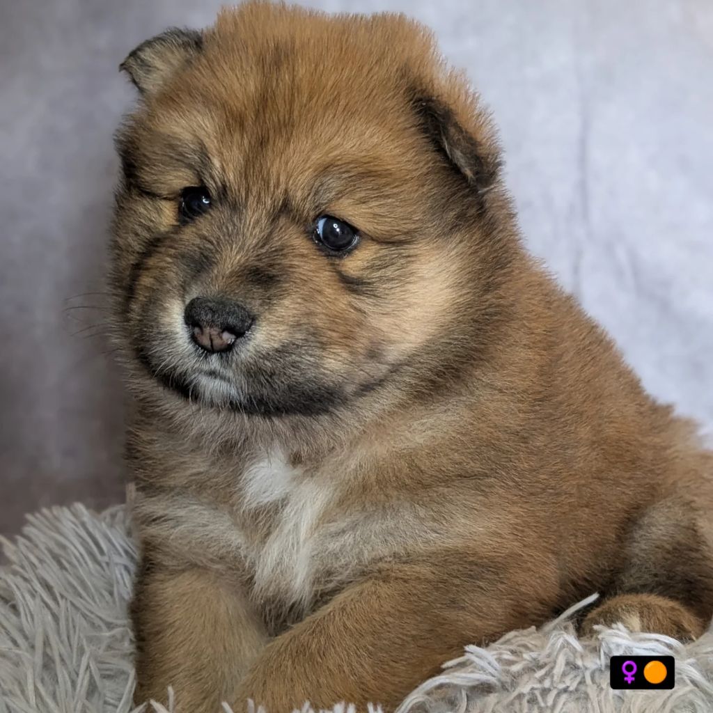 CHIOT (orange) - Eurasier