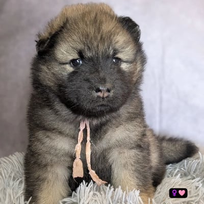 Les chiots de Eurasier