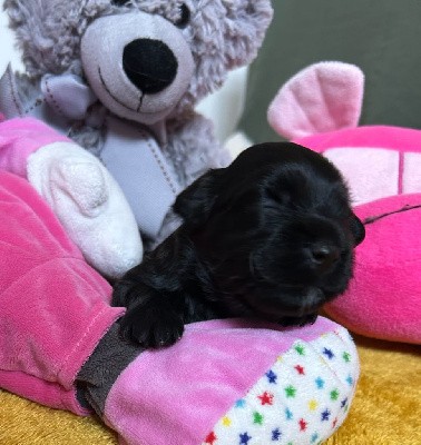 Bichon Havanais
