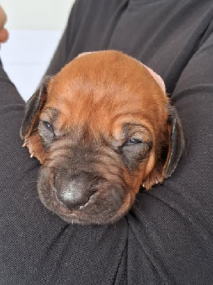 Les chiots de Rhodesian Ridgeback