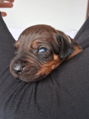 Les chiots de Rhodesian Ridgeback