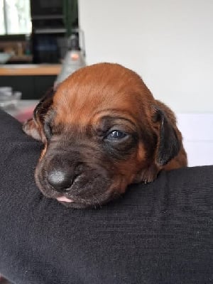 Les chiots de Rhodesian Ridgeback