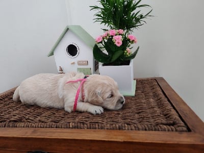 Les chiots de Golden Retriever