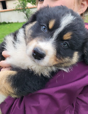 Les chiots de Berger Australien