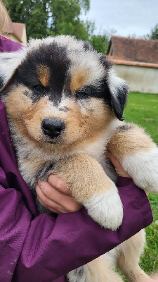 Les chiots de Berger Australien