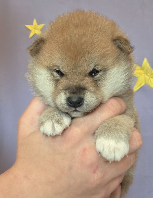 Les chiots de Shiba