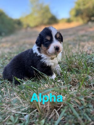 Les chiots de Berger Australien