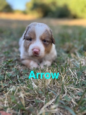 Les chiots de Berger Australien