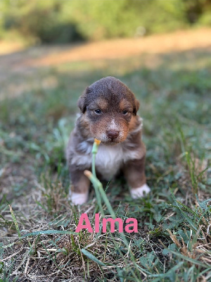 Les chiots de Berger Australien