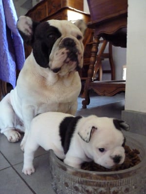 Les chiots de Bouledogue français
