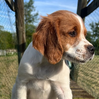 Les chiots de Epagneul Breton