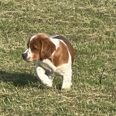 Les chiots de Epagneul Breton