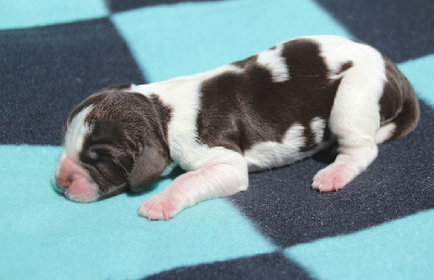 Les chiots de English Springer Spaniel