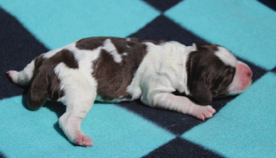 Les chiots de English Springer Spaniel