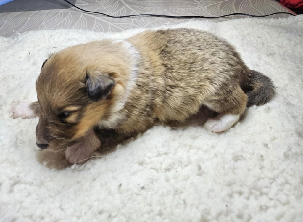 CHIOT - Shetland Sheepdog