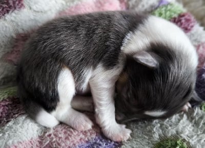 Les chiots de Shetland Sheepdog