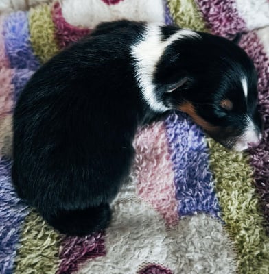 Les chiots de Shetland Sheepdog