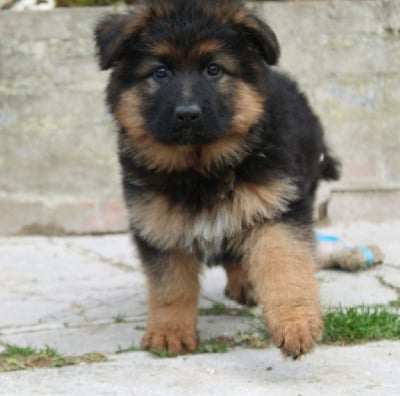 Les chiots de Berger Allemand Poil Long