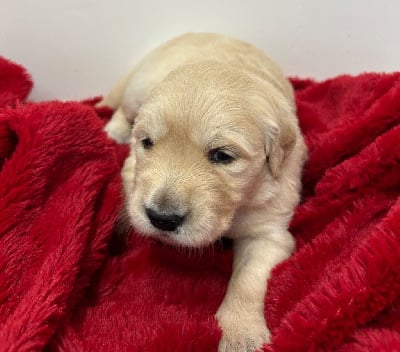 Les chiots de Golden Retriever