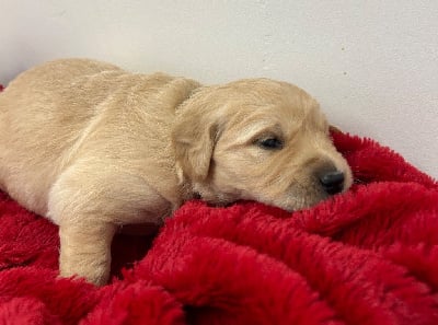 Les chiots de Golden Retriever