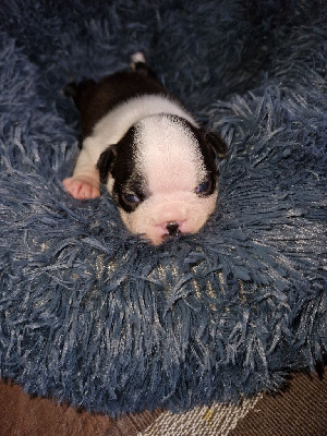Les chiots de Boston Terrier