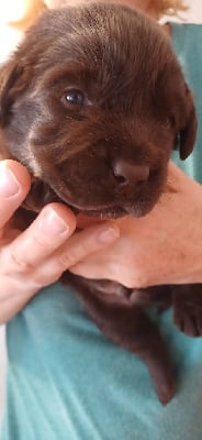 Les chiots de Labrador Retriever