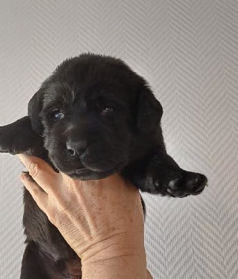 Les chiots de Labrador Retriever