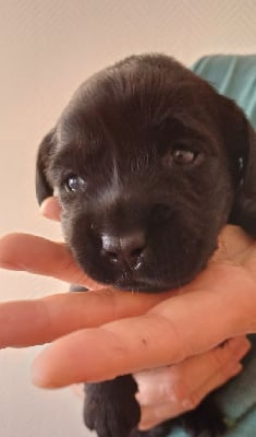 Les chiots de Labrador Retriever