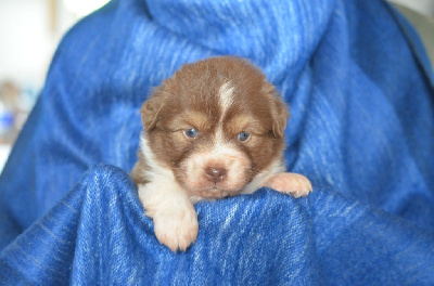 Les chiots de Berger Australien