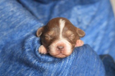 Les chiots de Berger Australien
