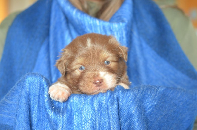 Les chiots de Berger Australien