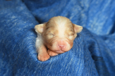 Les chiots de Berger Australien