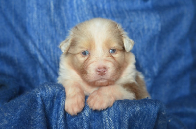 Les chiots de Berger Australien