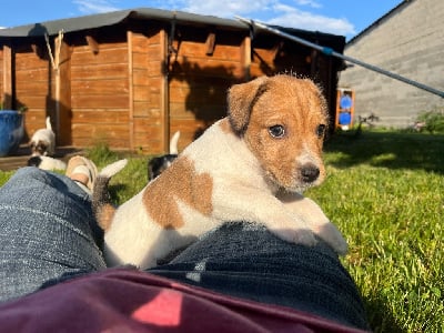 Les chiots de Parson Russell Terrier