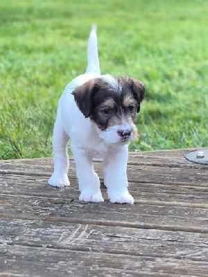 Les chiots de Parson Russell Terrier
