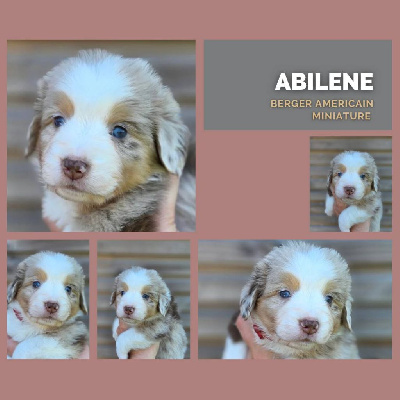 Les chiots de Berger Américain Miniature 