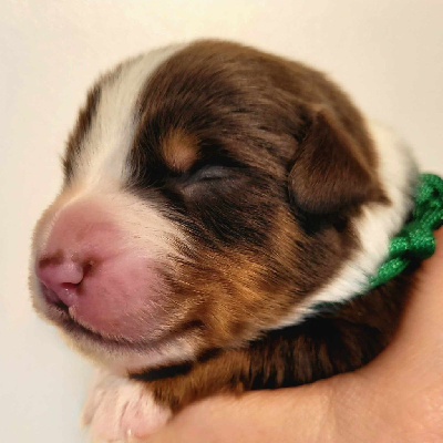 Les chiots de Berger Américain Miniature 