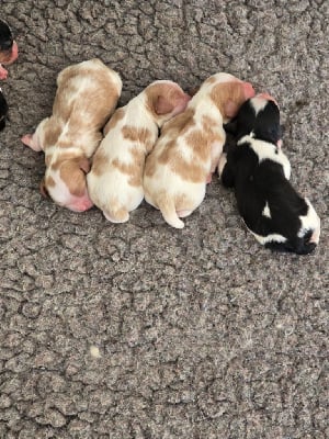 Les chiots de Cavalier King Charles Spaniel