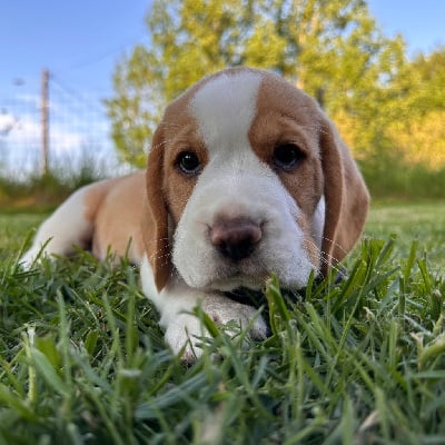 Beagle