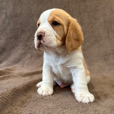 Les chiots de Beagle