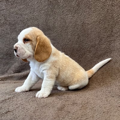 Les chiots de Beagle