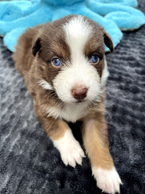 Les chiots de Berger Australien