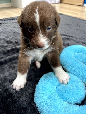 Les chiots de Berger Australien
