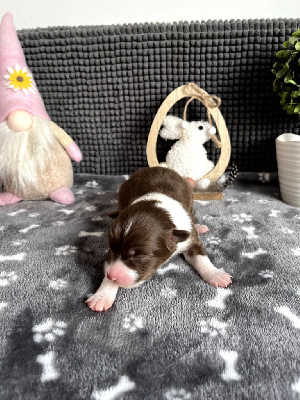 Les chiots de Berger Australien