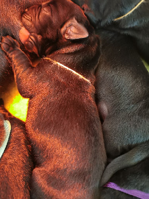 BLANCHE CHIOT 8 - Labrador Retriever