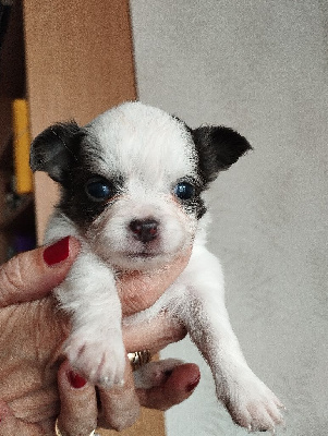 VICKY - Chihuahua