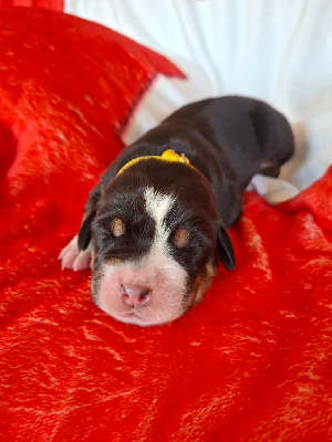 Les chiots de Grand bouvier suisse